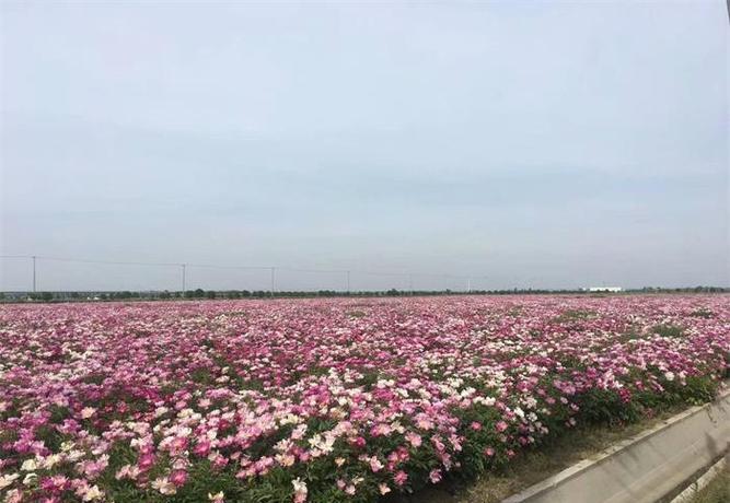 芍药一亩地栽多少棵(芍药一亩地栽多少棵两年苗子)